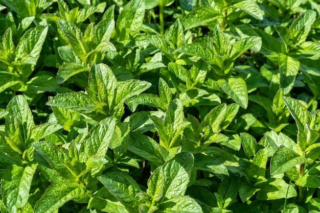 Jonge groeiende munt in tuinbloembed