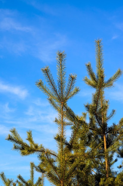 Jonge groenblijvende dennenboom tegen blauwe lucht in een bos