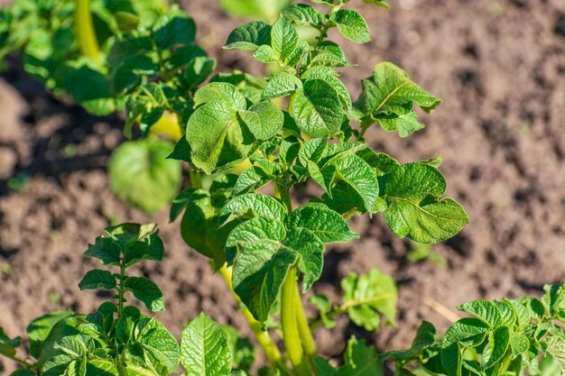 Jonge groene aardappelscheuten in de grond Kleine groene scheuten in de grond Het uitzicht vanaf de top