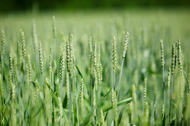 Jonge groene aartjes van tarwe