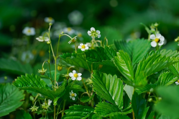 jonge groene bladeren en bessen van aardbeien op een zonnige dag