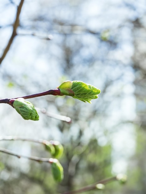 jonge groene bladeren en knoppen op de boomtakken in een stadspark