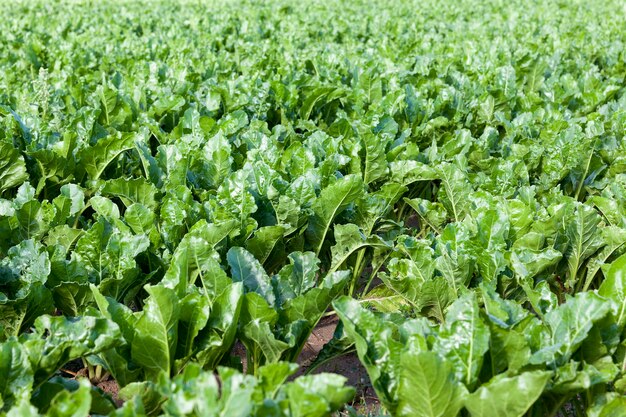 Jonge groene bladeren rode biet toppen tijdens de zomer. gefotografeerde close-up van een landbouwgebiedsinstallaties