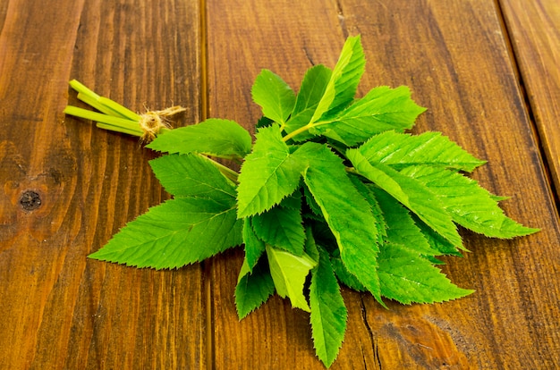 Jonge groene bladeren van Aegopodium-podagraria.