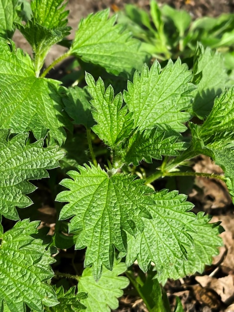 Jonge groene bladeren van brandnetels groeien in het zonlicht