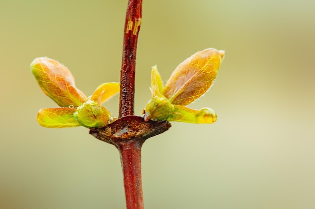 Foto jonge groene bladeren van honingsteen in de lente