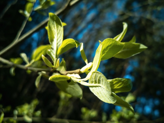 Jonge groene bloeiende bladeren aan de takken van een boom Lente