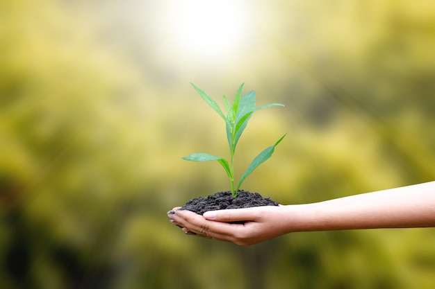 Jonge groene boom ter plaatse in menselijke handen met natuurlijke groene achtergronden het concept plant