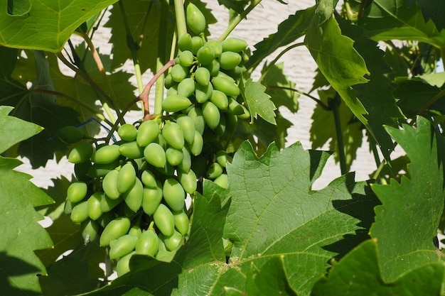 Jonge groene druiven hangen aan de takken van de wijnstok Onrijpe druiven als toekomstig gewas Plantenziekten Groene druivenbladeren Servië Vojvodina Sremska Mitrovica Wijnbereiding in Servië