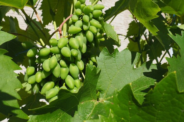 Jonge groene druiven hangen op de takken van de wijnstok onrijpe druiven als een toekomstige gewas plant ziekten gr