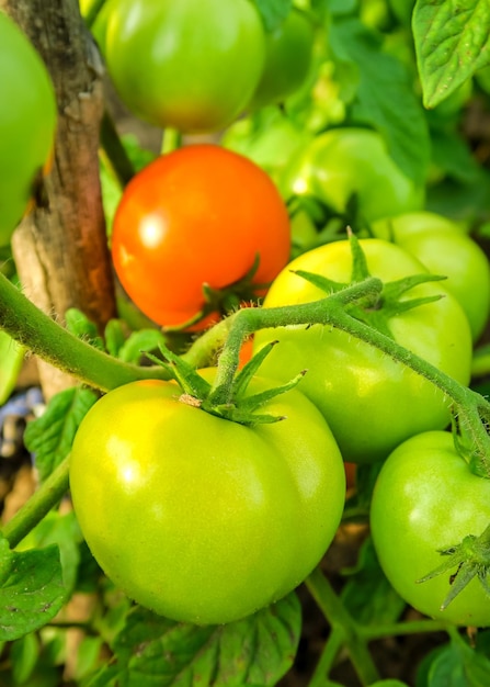 jonge groene en rode tomaat groeit en rijpt op een bed op een groenteboerderij. teelt van tomaten