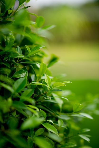 Jonge groene groene scheuten van bladeren Mooi