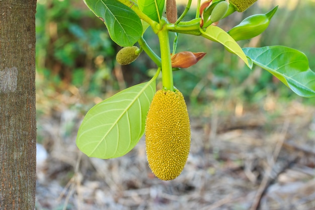 Jonge groene jackfruit op jackfruit boom aard achtergrond.