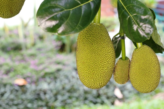 Jonge groene jackfruit
