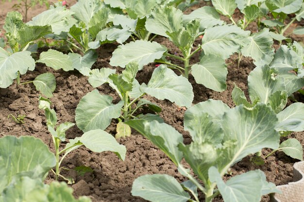 Jonge groene kool groeien in de tuin