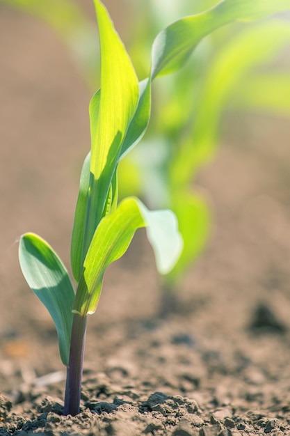 Jonge groene maïs groeit op het veld. Jonge maïsplanten.