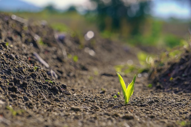 Jonge groene maisspruit die ontkiemt uit vruchtbare grond