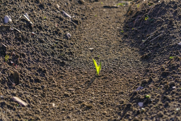 Jonge groene maisspruit die ontkiemt uit vruchtbare grond