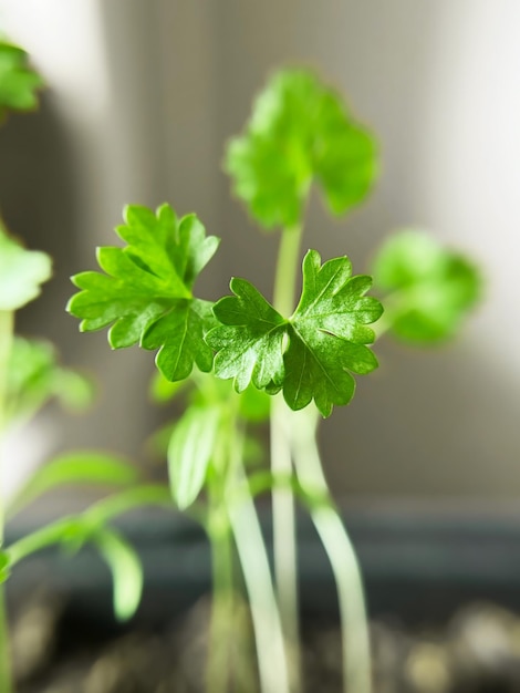 Jonge groene peterselie groeit op de vensterbank in het appartement