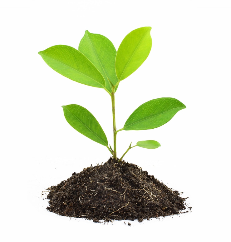 Foto jonge groene plant en bodem geïsoleerd op wit