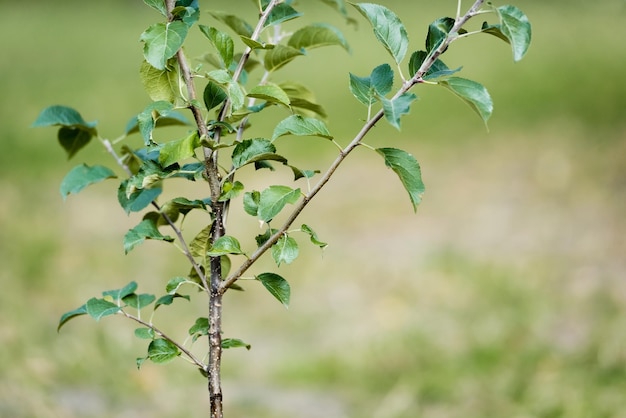 Jonge groene plant groeit op onscherpe achtergrond ecologie concept