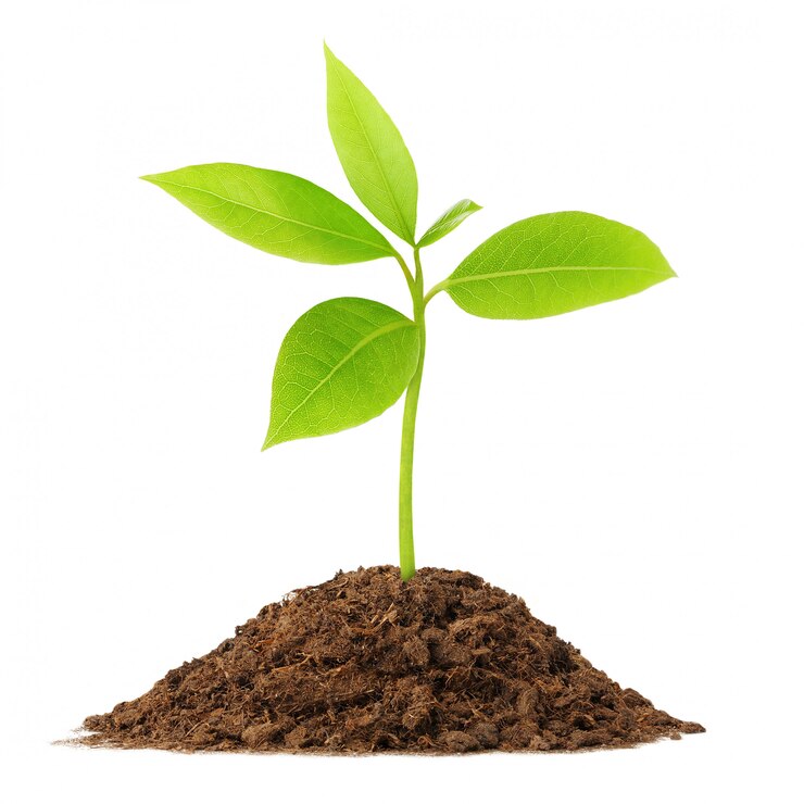 Foto jonge groene plant groeit uit stapel grond geïsoleerd op wit