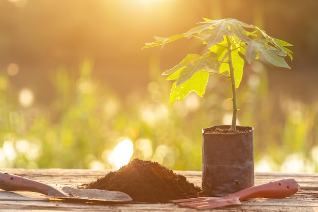 Jonge groene plant in plastic voor het planten op houten tafel