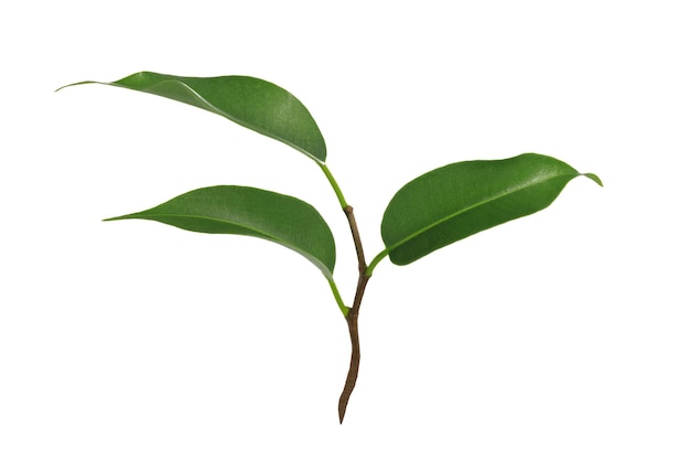 Jonge groene plant van Ficus Benjamina geïsoleerd op een witte achtergrond in close-up