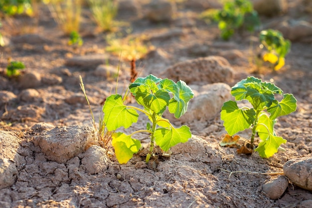 Jonge groene planten op de droogplaats in de stralen van de ondergaande zon