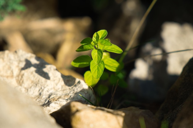 Jonge groene plantengroei tussen de stenen Vroeg lenteconcept