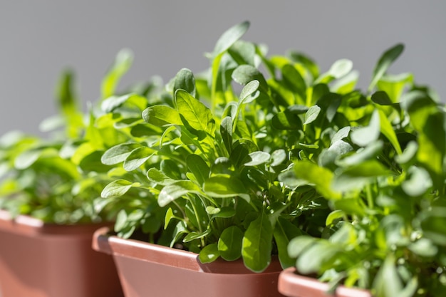 Jonge groene rucola in plastic potten