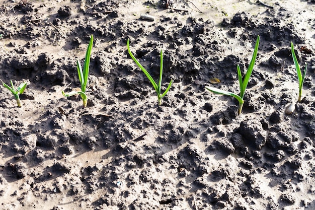 Jonge groene scheuten van ui op nat tuinbed