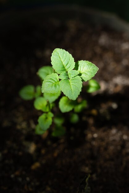 Jonge groene spruit groeit in de grond op een donkere close-up als achtergrond