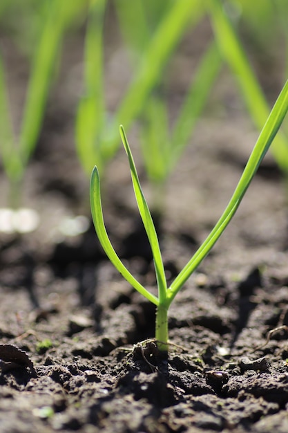 jonge groene spruiten in de lente spruiten uit de grond op een zonnige dag