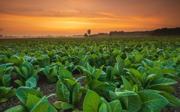 Jonge groene tabaksinstallatie op gebied bij Sukhothai-provincie het noorden van Thailand