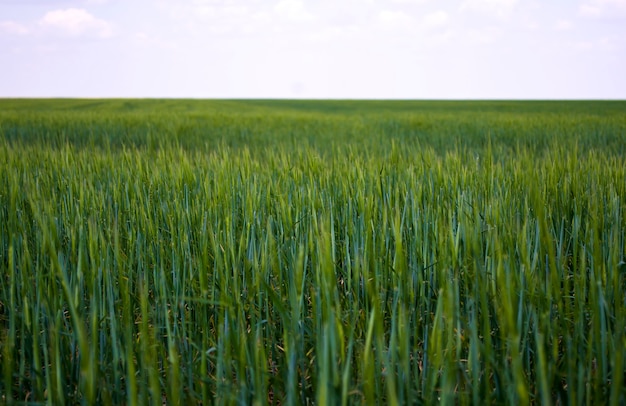 jonge groene tarwe groeit in het veld Rijen met spruiten van tarwe Concept tot Earth Day