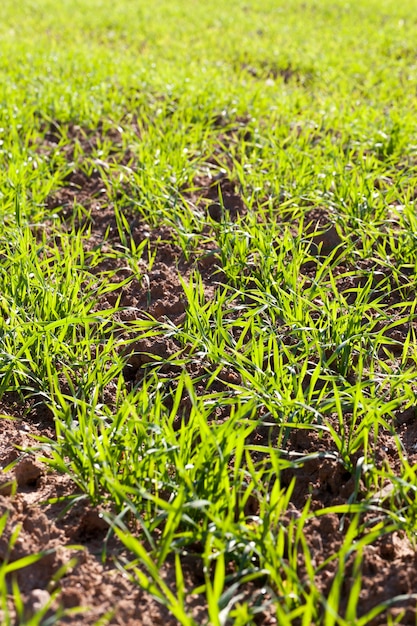 Jonge groene tarwe onder zonlicht, close-up en bodemdetails op het gebied