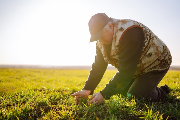 Jonge Groene tarwe zaailingen in de handen van een boer Landbouw biologisch tuinieren planten