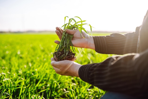 Jonge groene tarwespruit in de handen van een boer Landbouw tuinieren of ecologie concept