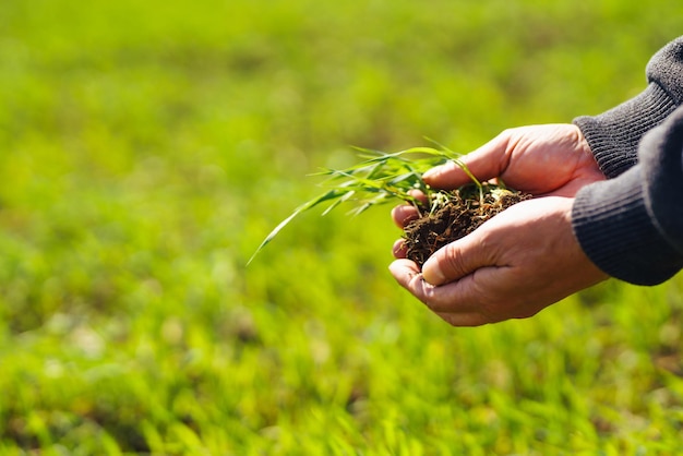 Jonge groene tarwezaailingen in de handen van een landbouwer Agronomist controleert en onderzoekt spruiten van rogge