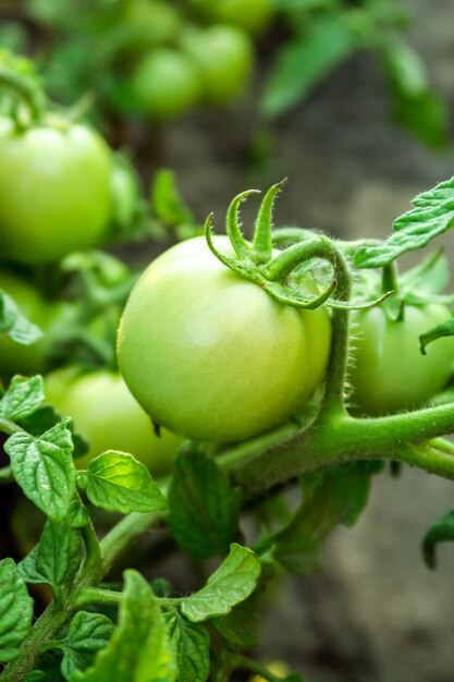 jonge groene tomaat groeit op een bed op een groenteboerderij. teelt van tomaten concept