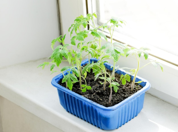 Jonge groene tomatenzaailing in zaailinglade op vensterbank Effectieve groei
