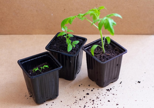 Jonge groene tomatenzaden in een speciale plastic vorm op een houten achtergrond