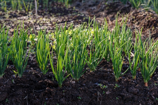 Jonge groene uien die op tuinbed groeien en groenten kweken voor een gezond dieet