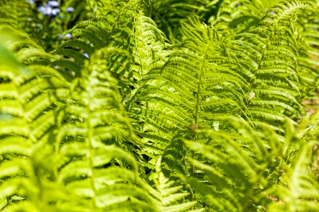 Jonge groene varenbladeren verlicht door zonlicht