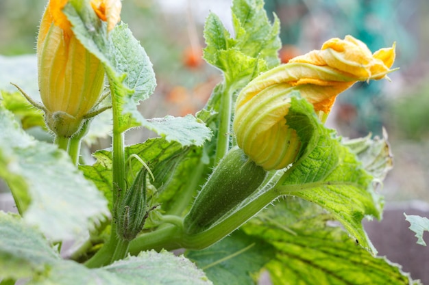 Jonge groentemerg met bloemen die op de struik groeien. Courgette plant en bloemen in de zomertuin.