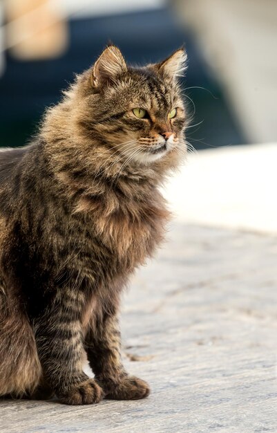 Jonge grote mooie grijze pluizige kat zit close-up