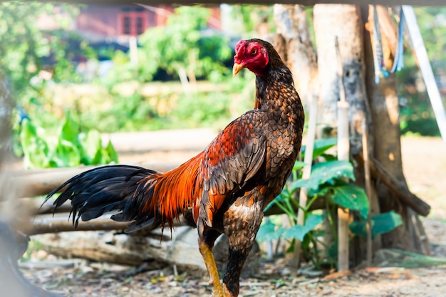 Jonge haan voor het vechten van thailand, heeft rode en witte staart en grijze harig.