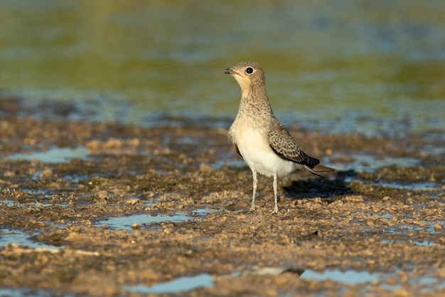 Jonge halsbandpratincole in een wetland in het centrum van het Iberisch schiereiland met de laatste lichten