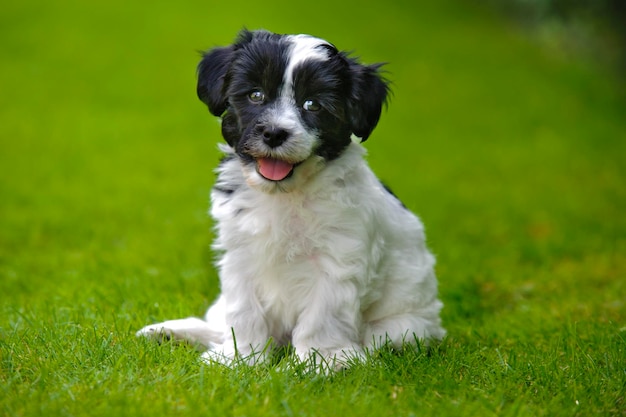 Foto jonge havanese puppy in portret